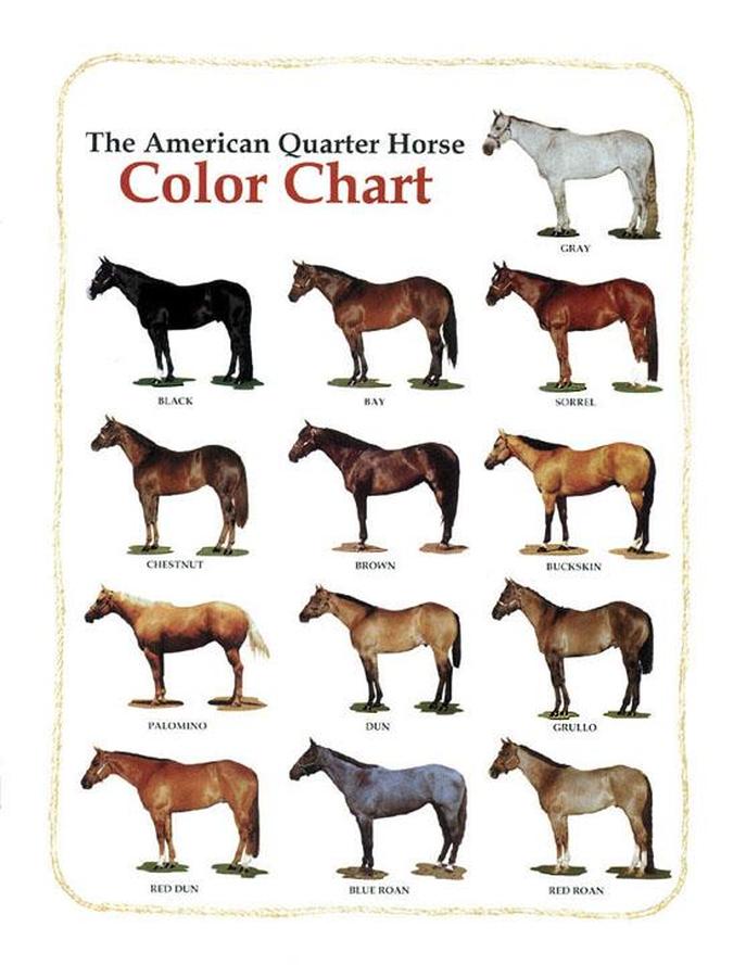 Miniature Horse Weight Chart